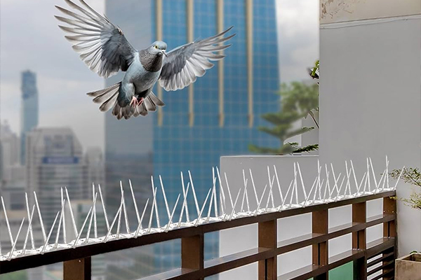 Bird Spikes